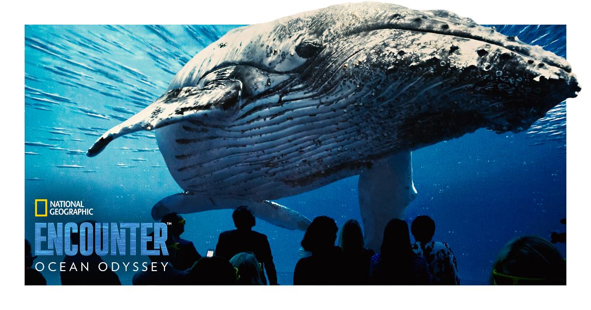 Dive Deep into our Oceans with NatGeo Encounter: Ocean Odyssey