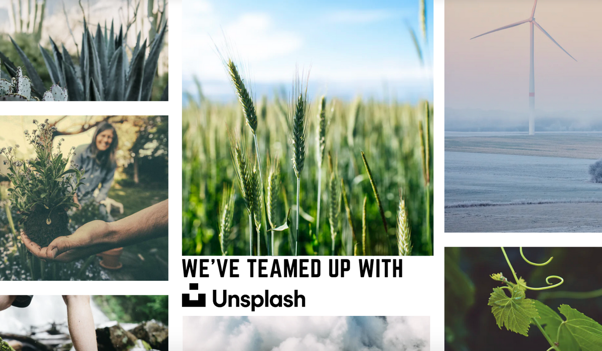 Boxed Water + Unsplash Team Up to Plant More Trees
