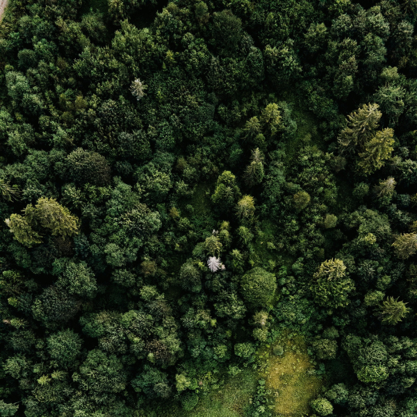 Photo of the tops of trees in a forest